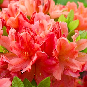 Azalea Hershey Orange